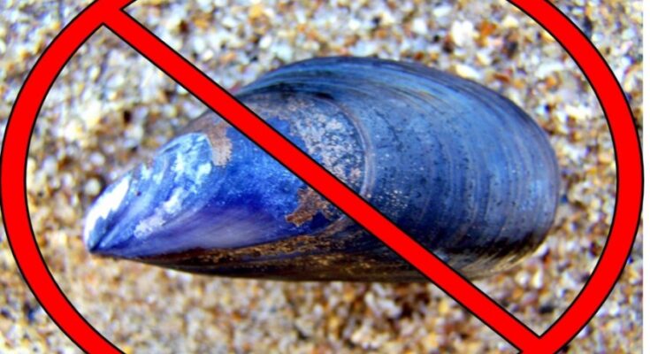 La DINARA prohíbe temporalmente la extracción y comercialización de mejillones y berberechos en Rocha