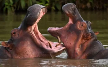 Por qué el gobierno de Colombia sacrificará a 80 de los hipopótamos de Pablo Escobar