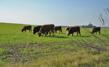 Uruguay Innova articula acciones para desarrollar el sector agropecuario y agroindustrial