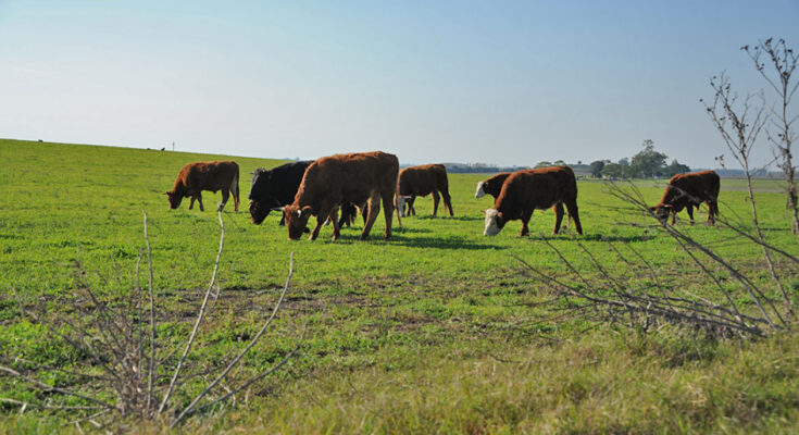 Uruguay Innova articula acciones para desarrollar el sector agropecuario y agroindustrial Uruguay Innova articula acciones para desarrollar el sector agropecuario y agroindustrial
