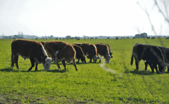Uruguay y Brasil crearon unidad mixta de investigación agropecuaria