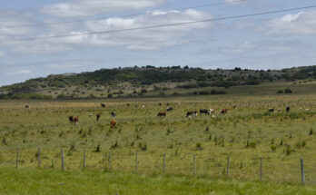 Ganadería amplió a 12 departamentos las medidas de asistencia por déficit hídrico