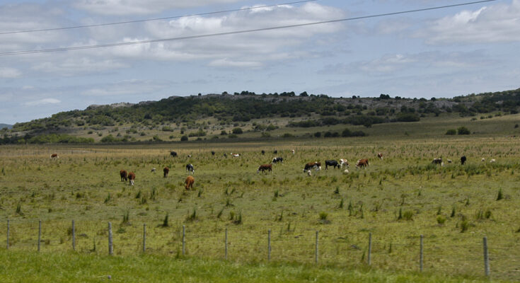 Ganadería amplió a 12 departamentos las medidas de asistencia por déficit hídrico