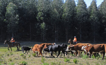 Delegación uruguaya se reunirá con firma china que produce tests de residuos en carnes