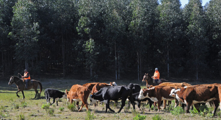 Delegación uruguaya se reunirá con firma china que produce tests de residuos en carnes