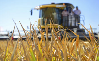 Acuerdo Mercosur Unión Europea: Uruguay completó el 63% del total de la cuota de arroz