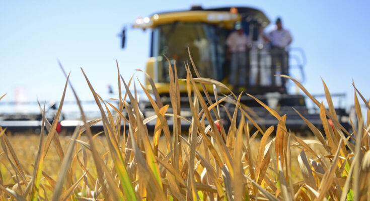 Acuerdo Mercosur Unión Europea: Uruguay completó el 63% del total de la cuota de arroz Acuerdo Mercosur Unión Europea: Uruguay completó el 63% del total de la cuota de arroz