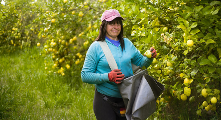 Subsidio por desempleo para trabajadores citrícolas