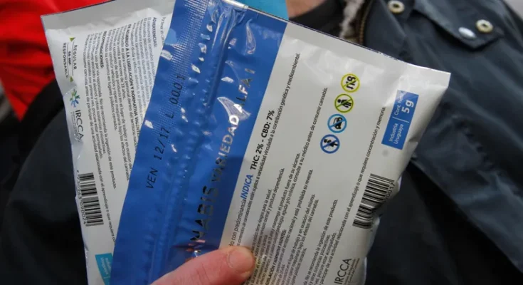 Marihuana legal: se vendieron más de cuatro toneladas en 2025 y aumentó el consumo interanual