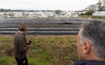 Gobierno decretó emergencia granjera en Salto por temporal que afectó a unos 300 productores