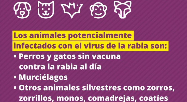 Policlínico Veterinario sede Salto Udelar informa ante posibles casos de rabia